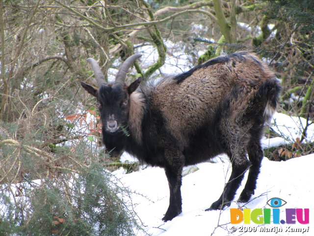 SX02762 Wild goat in snow at Glendalough